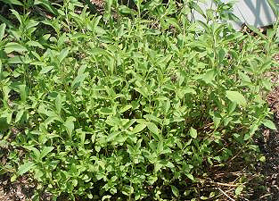 Stevia rebaudiana