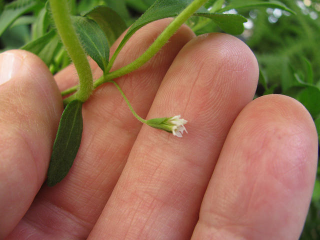 Stevia rebaudiana