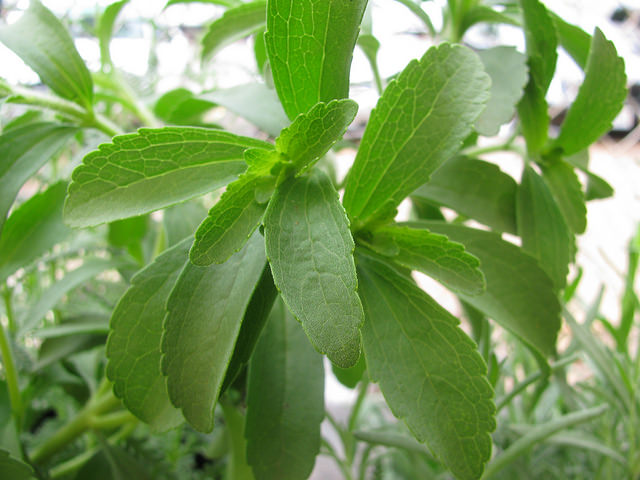 Stevia rebaudiana