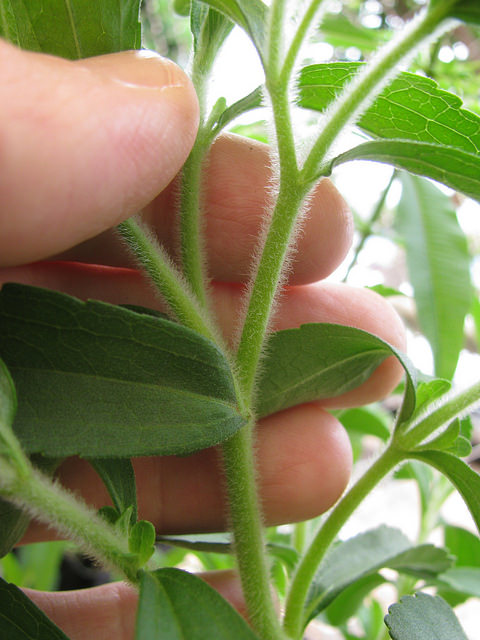 Stevia rebaudiana
