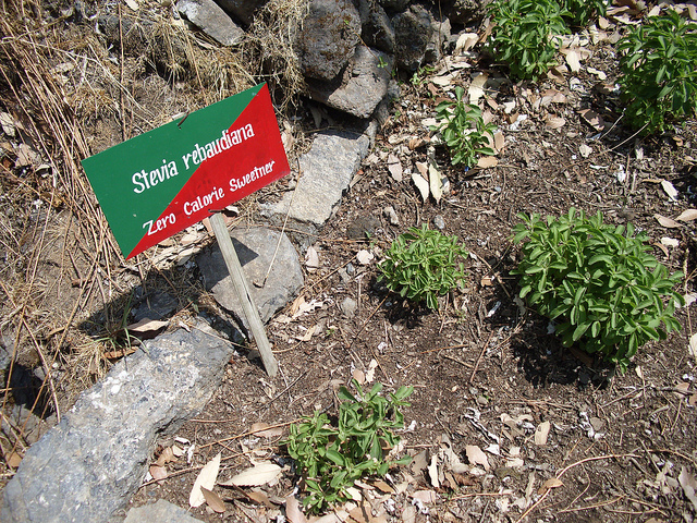 Stevia rebaudiana (Stevia rebaudiana)