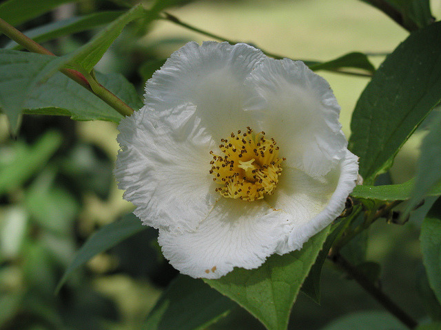 Stewartia pseudocamellia
