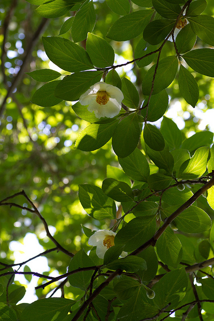 Stewartia pseudocamellia