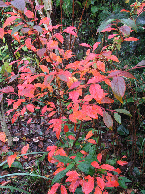 Stewartia pseudocamellia