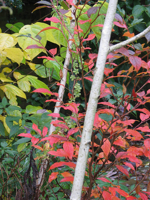 Stewartia pseudocamellia