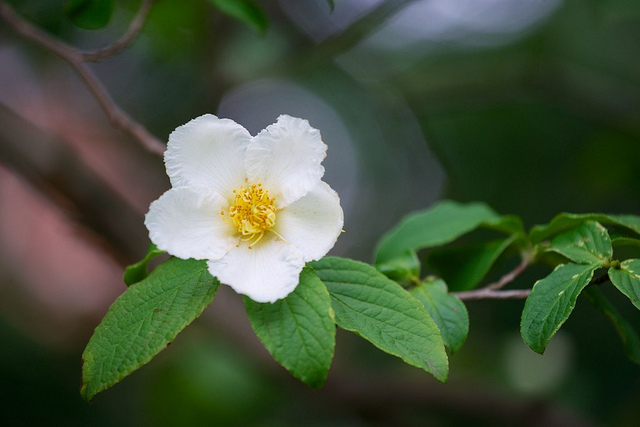 Stewartia pseudocamellia (Stewartia pseudocamellia)