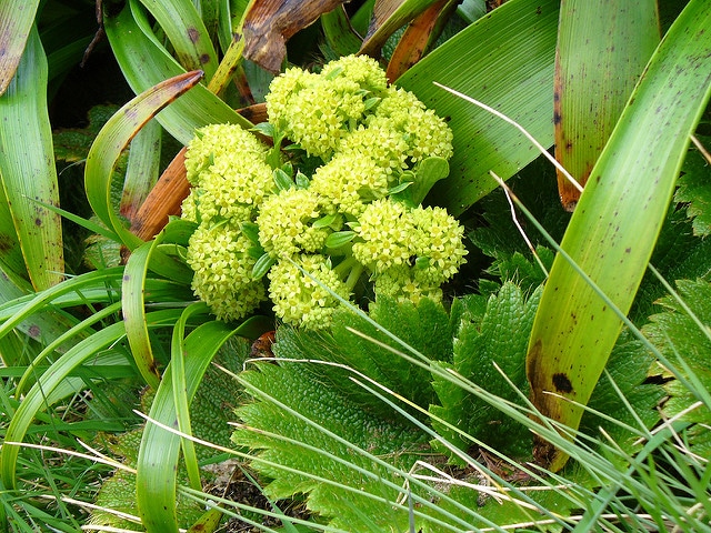 Stilbocarpa polaris (Stilbocarpa polaris)