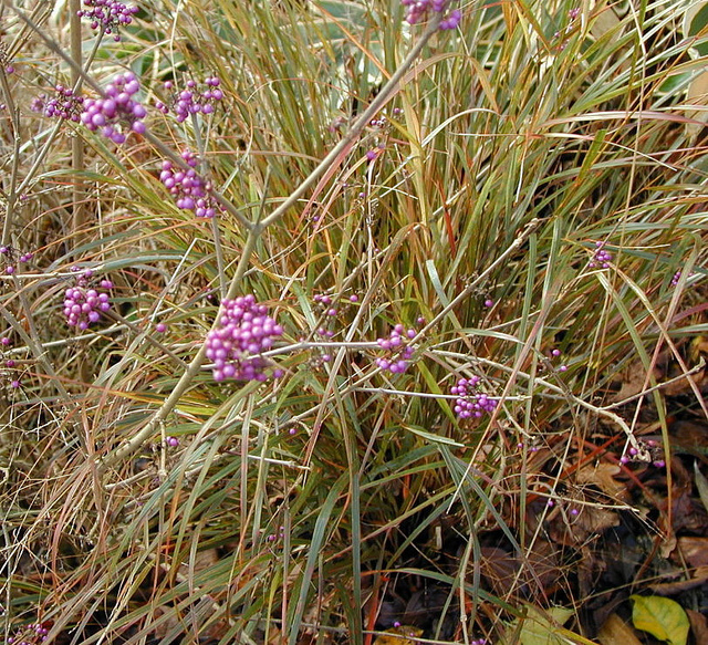 Stipa arundinacea