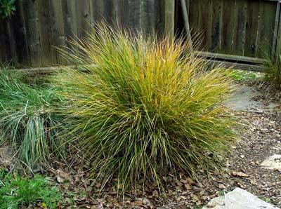 Stipa arundinacea
