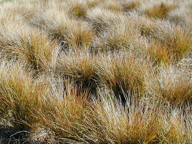 Stipa arundinacea