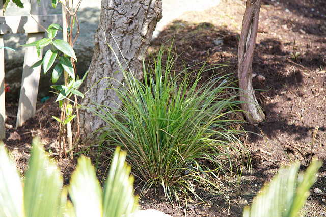 Stipa arundinacea