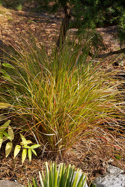 Stipa arundinacea