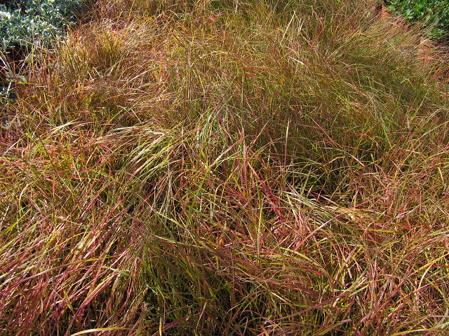 Stipa arundinacea (Stipa arundinacea)