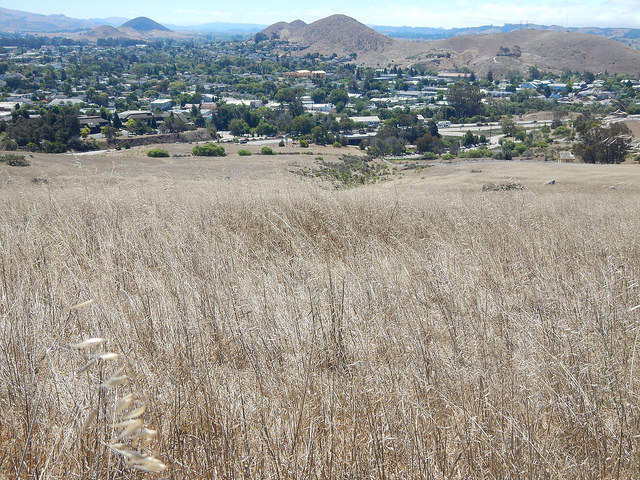 Stipa barbata