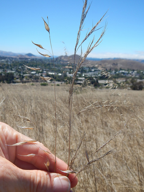 Stipa barbata