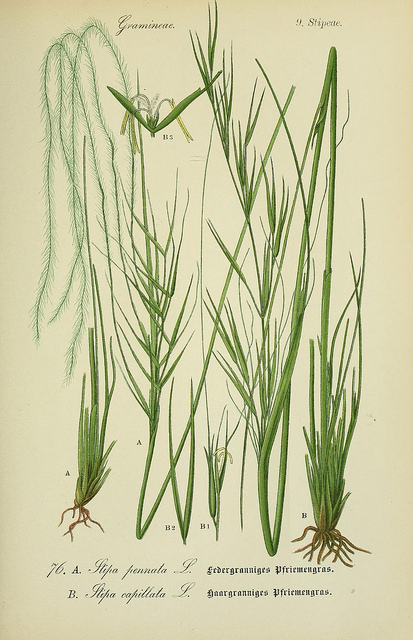 Stipe capillaire (Stipa capillata)