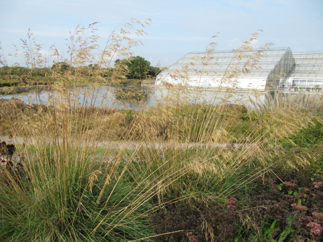 Avoine géante (Stipa gigantea)