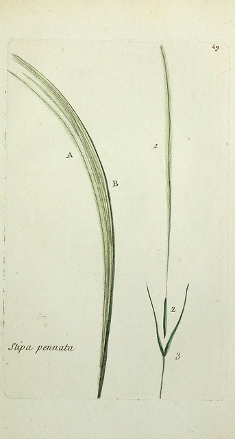 Stipe pennée