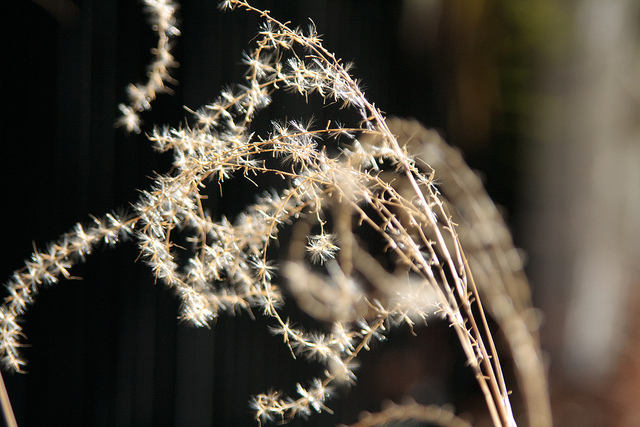 Stipe pennée (Stipa pennata)