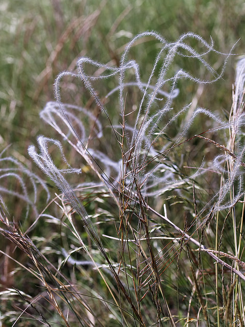 Stipa pulcherrima
