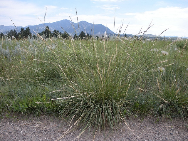 Nassella viridula (Stipa viridula)
