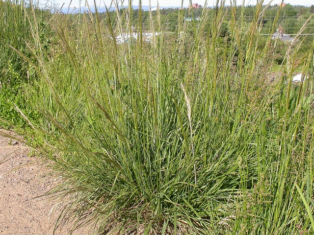 Nassella viridula