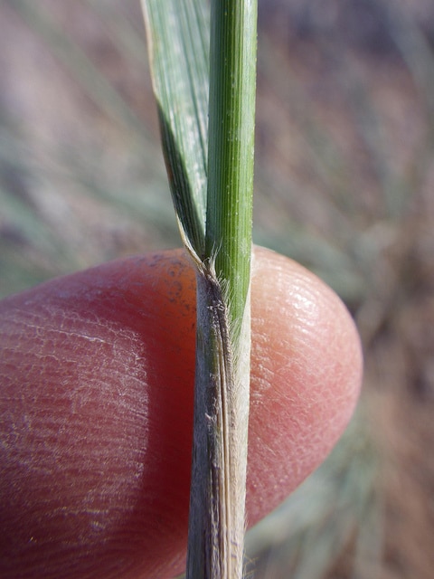 Nassella viridula