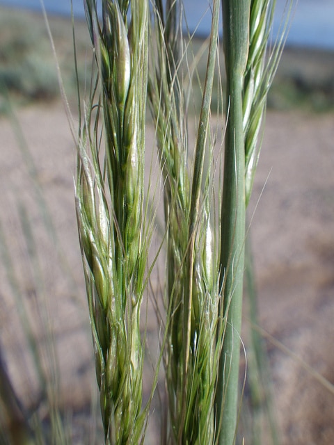 Nassella viridula