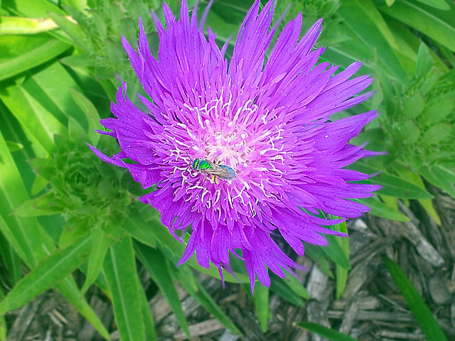 Aster de stokes