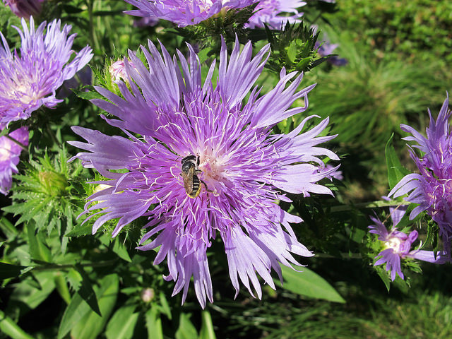Aster de stokes