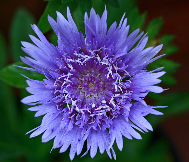 Aster de stokes