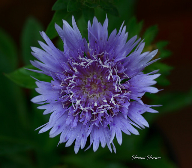Aster de stokes