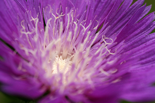 Aster de stokes