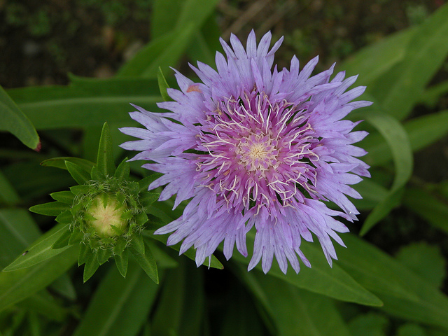 Aster de stokes (Stokesia laevis)