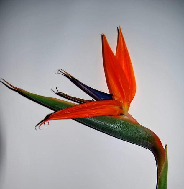 Oiseau du paradis sans feuille