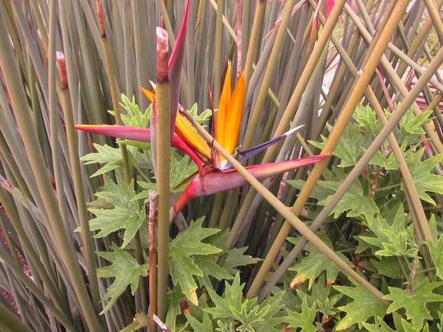 Oiseau du paradis sans feuille