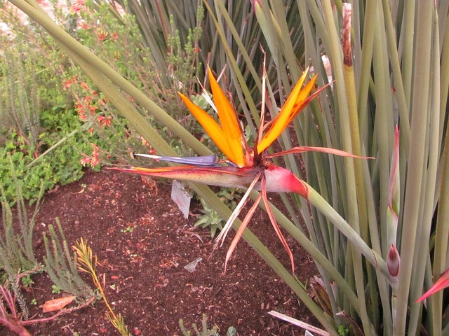 Oiseau du paradis sans feuille (Strelitzia juncea)