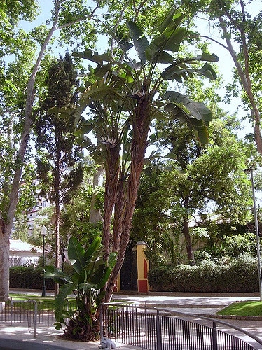 Strélitzia arborescent