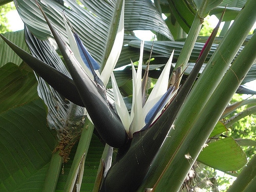 Strélitzia arborescent