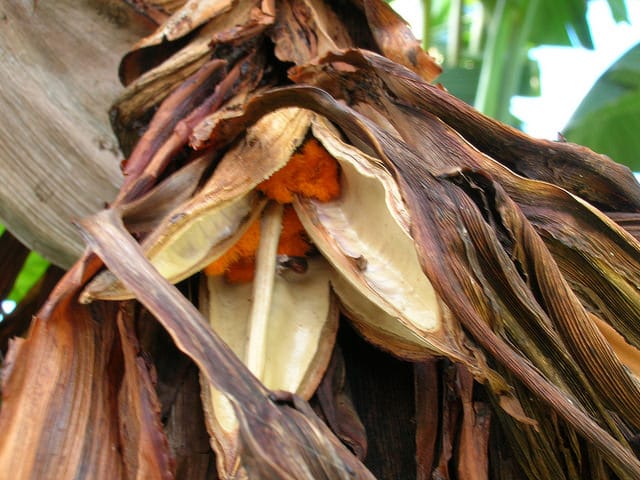 Strélitzia arborescent