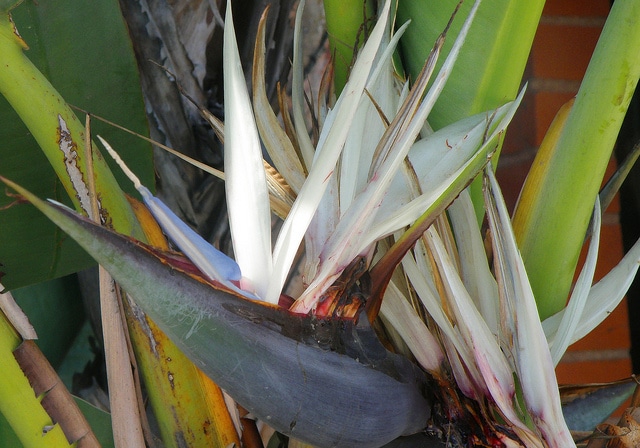 Strélitzia arborescent