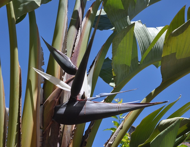 Strélitzia arborescent (Strelitzia nicolai)