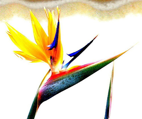 Oiseau de paradis