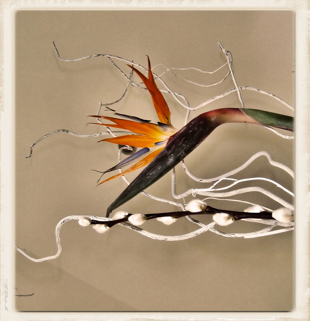 Oiseau de paradis