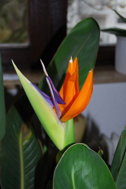 Oiseau de paradis