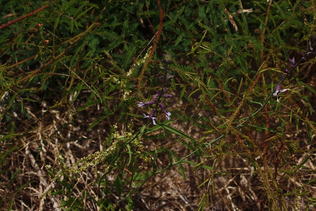 Streptanthus hyacinthoides