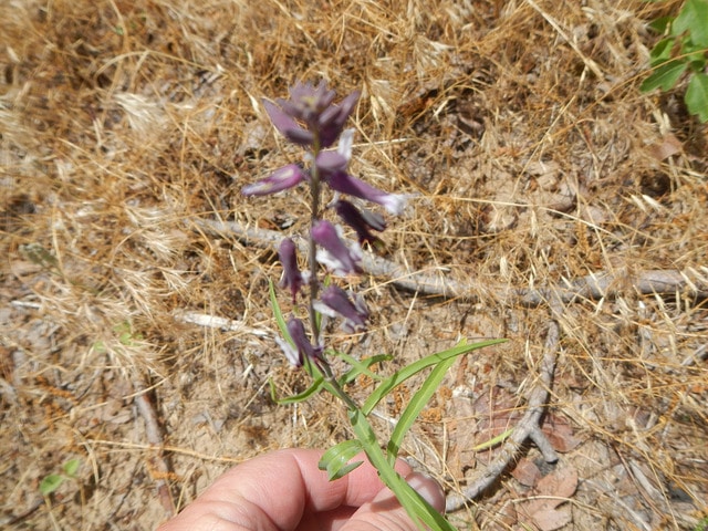 Streptanthus hyacinthoides (Streptanthus hyacinthoides)