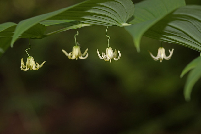 Sceau-de-salomon noueux (Streptopus amplexifolius)