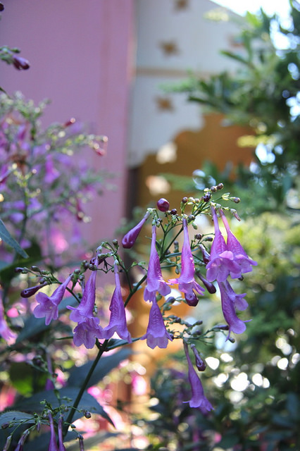 Strobilanthes cusia