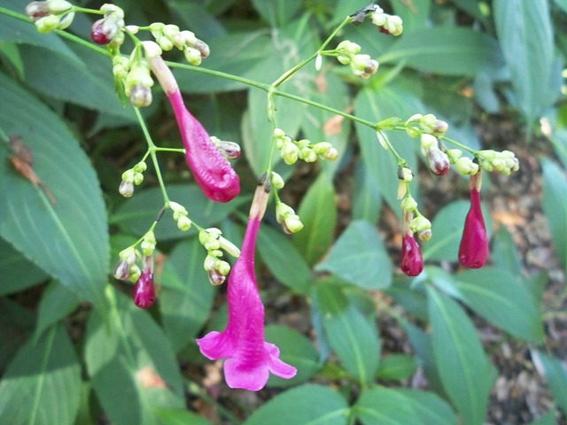Strobilanthes cusia